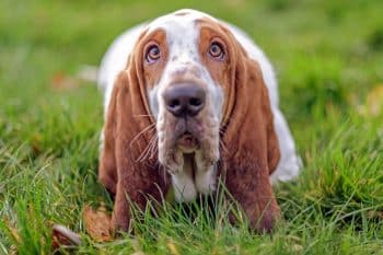 10 Best Snout Soothers For Basset Hounds