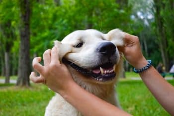 11 Silly Dog Breeds That Make You Laugh Every Day