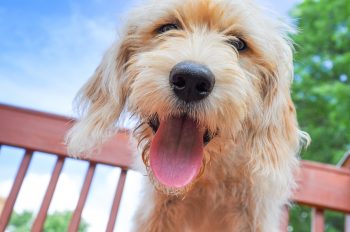 10 Best Snout Soothers For Goldendoodles