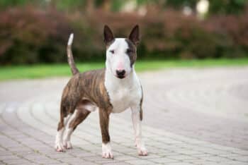 10 Best Snout Soothers For Bull Terriers