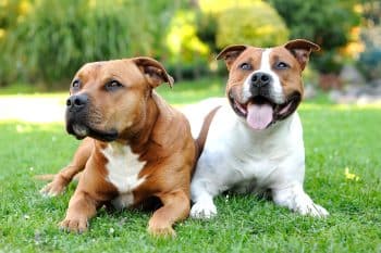 10 Best Dog Multivitamin Products for Staffordshire Bull Terriers