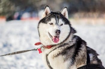 The 15 Best Husky Products For Travel