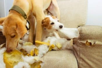 Your dog never listens? Here’s what you’re unknowingly doing that ruins everything