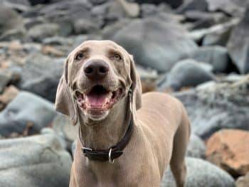 The 15 Best Weimaraner Products For Travel
