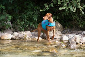 The 15 Best Vizsla Products For Travel