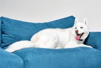 The 9 Best Beds For Senior Huskies