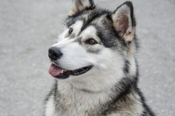 9 Best Dry Dog Foods for Alaskan Malamutes