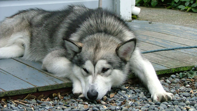 6 Natural Supplements To Help Your Alaskan Malamute’s Itching & Allergies