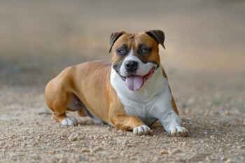 9 Best Dry Dog Foods for American Staffordshire Terriers