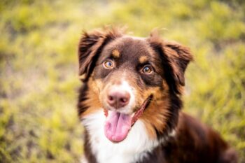 9 Best Dry Dog Foods for Australian Shepherds