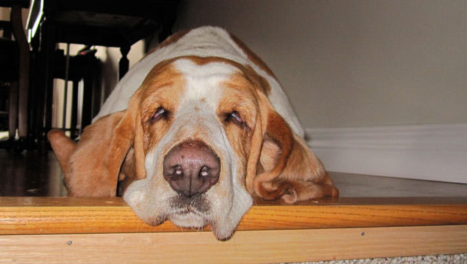 6 Natural Supplements To Help Your Basset Hound’s Itching & Allergies
