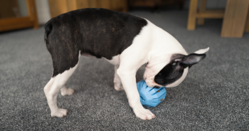 9 Best Treat Dispensing Dog Toys For Exciting Playtime