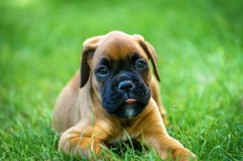 Best Puppy Dog Foods for Boxers