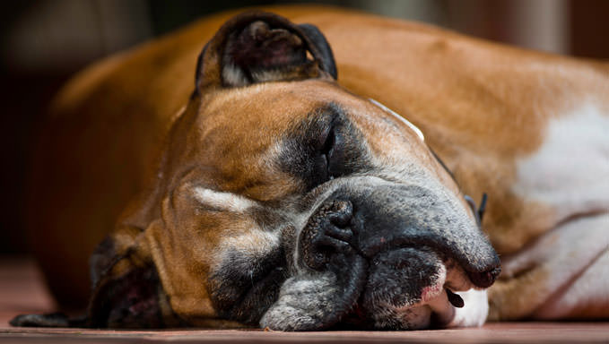 6 Natural Supplements To Help Your Boxer’s Itching & Allergies