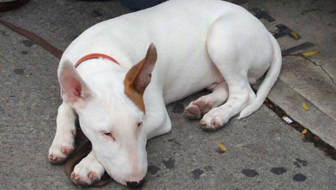 6 Natural Supplements To Help Your Bull Terrier’s Itching & Allergies