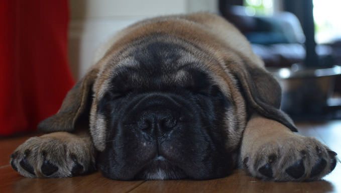 6 Natural Supplements To Help Your Bullmastiff’s Itching & Allergies