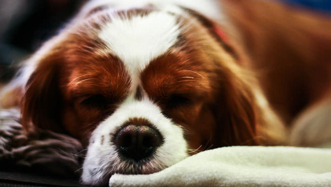 6 Natural Supplements To Help Your Cavalier’s Itching & Allergies