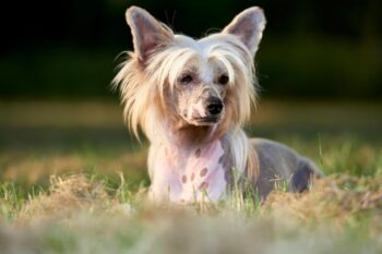 9 Best Dry Dog Foods for Chinese Crested Dogs