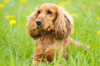 9 Best Dry Dog Foods for Cocker Spaniels