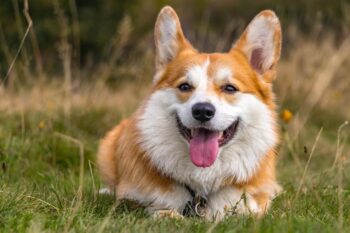 9 Best Dry Dog Foods for Corgis