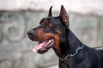 9 Best Dry Dog Foods for Dobermans