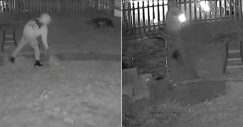 Man Pleads Not Guilty After Viral Video Shows Dog Slammed to the Ground