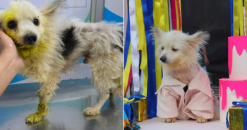 Family Rejects Rescue Dog Over “Bad Breath” But Millions Rally Behind Him