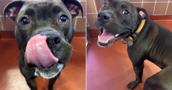 Rocky the Rescue Dog Cries for the Family That Left Him Behind