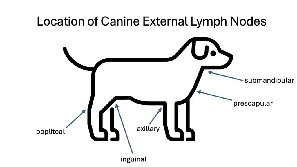 Frequently Asked Questions About Canine Lymphoma: What Every Dog Owner Should Know