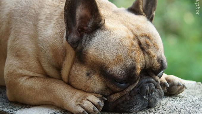 6 Natural Supplements To Help Your French Bulldog’s Itching & Allergies