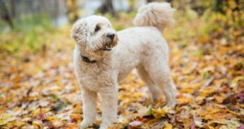 The Best Dehydrated Dog Foods for Goldendoodles