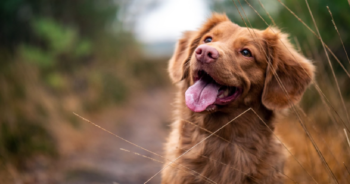 Best Hemp Oil for Dogs with Joint Discomfort: 5 Products To Help Relieve Joint Discomfort in Your Pup