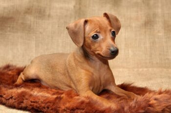 Best Puppy Dog Foods for Miniature Pinschers