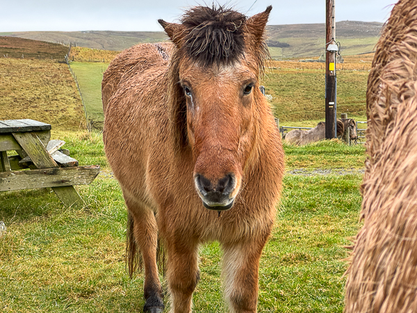 Day from Hell – Vet Called