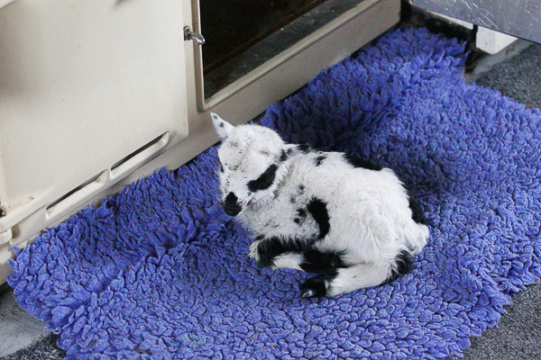 Lambie and Bert Baby pics