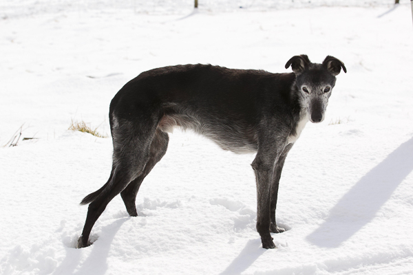 BeAnne, Celt, Jack and Wu
