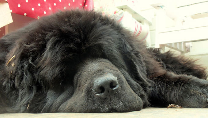 6 Natural Supplements To Help Your Newfoundland’s Itching & Allergies