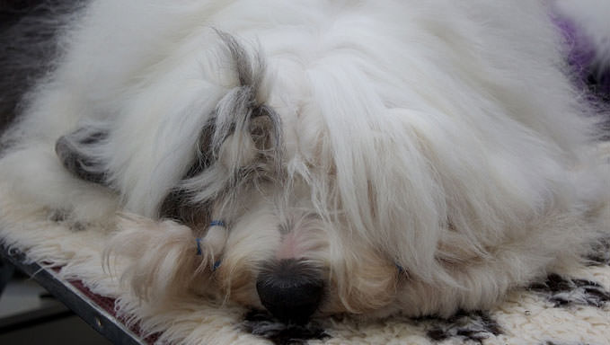 6 Natural Supplements To Help Your Old English Sheepdog’s Itching & Allergies