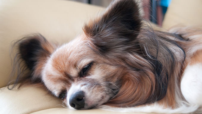 6 Natural Supplements To Help Your Papillon’s Itching & Allergies