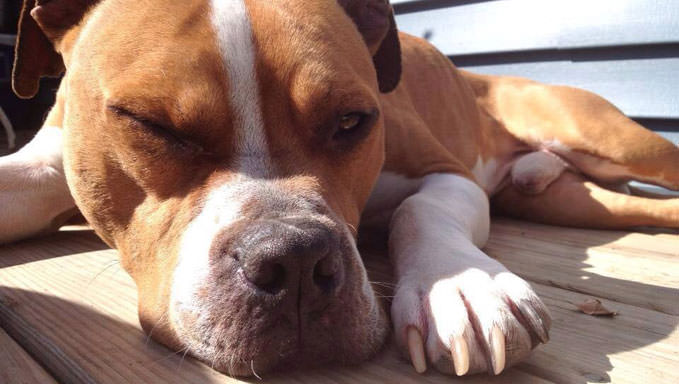 6 Natural Supplements To Help Your Pitbull’s Itching & Allergies
