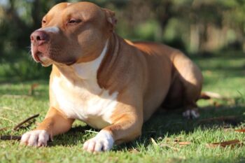 9 Best Dry Dog Foods for Pitbulls