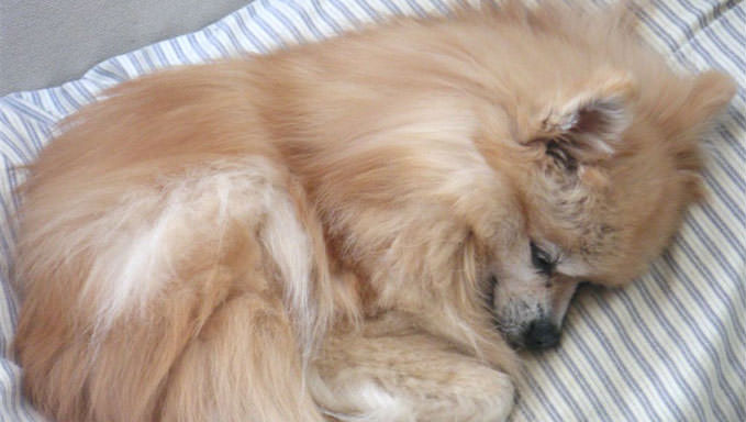 6 Natural Supplements To Help Your Pomeranian’s Itching & Allergies