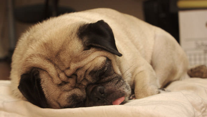 6 Natural Supplements To Help Your Pug’s Itching & Allergies