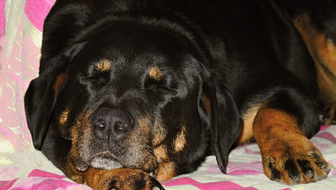 6 Natural Supplements To Help Your Rottweiler’s Itching & Allergies