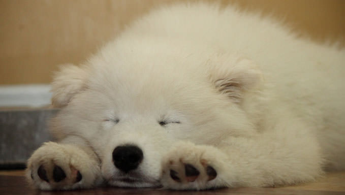 6 Natural Supplements To Help Your Samoyed’s Itching & Allergies