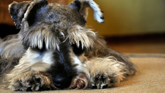 6 Natural Supplements To Help Your Schnauzer’s Itching & Allergies
