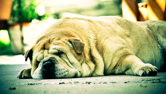 6 Natural Supplements To Help Your Shar Pei’s Itching & Allergies