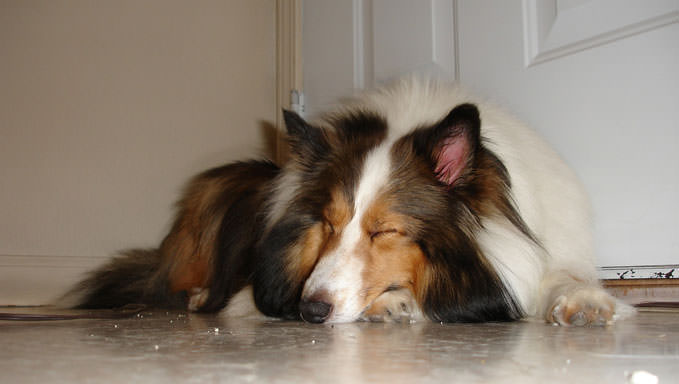 6 Natural Supplements To Help Your Sheltie’s Itching & Allergies