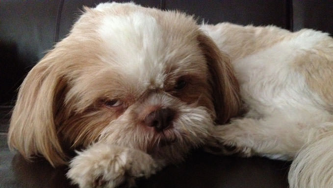 6 Natural Supplements To Help Your Shih Tzu’s Itching & Allergies