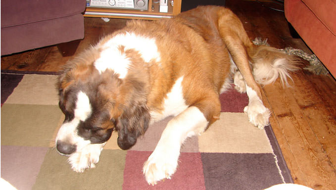 6 Natural Supplements To Help Your St. Bernard’s Itching & Allergies